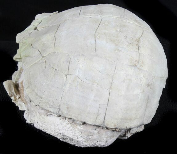 Inflated Fossil Tortoise (Stylemys) - South Dakota #39095